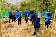 Tuổi trẻ Hải Phòng trồng cây trên đồi Thiên Văn (quận Kiến An).