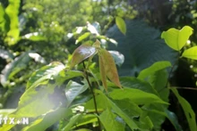 Lá cây trà hoa trái mỏng (Camellia pleurocarpa) tại Khu Bảo tồn thiên nhiên Pù Luông, Thanh Hóa. (Ảnh: TTXVN)