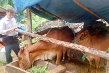 Kỹ sư Vũ Đại Lâm, cán bộ khuyến nông thường xuyên bám sát dự án hỗ trợ bò sinh sản cho các hộ nghèo xã Văn Lăng, huyện Đồng Hỷ, Thái Nguyên.