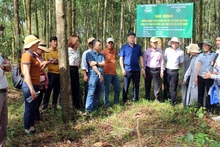 Các tổ khuyến nông cộng đồng tham quan mô hình trồng rừng gỗ lớn tại huyện Cam Lộ, tỉnh Quảng Trị. (Ảnh: VIỆT TOÀN)