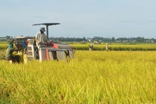 Năm 2023, vùng Đông Nam Bộ, Tây Nguyên và duyên hải Nam Trung Bộ đạt tổng sản lượng thóc ước 6,2 triệu tấn, tăng 130 nghìn tấn so với năm 2022. 