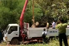 Lực lượng chức năng đưa cá thế voi con bị chết từ dưới giếng lên để phục vụ công tác xác minh, làm rõ nguyên nhân.