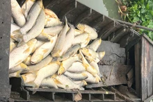 Cá bè chết bất thường trên sông Đồng Nai, đoạn thuộc khu phố Thái Hòa, phường Long Bình Tân, thành phố Biên Hòa.