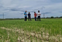 Hàng trăm ha lúa ở Nghi Phương (Nghi Lộc) phải đối mặt với hạn hán và xâm nhập mặn.