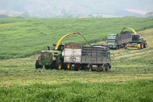 Thu hoạch ngô, cỏ bằng hệ thống cơ giới ở trang trại bò sữa TH.
