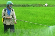 Người dân phun thuốc bảo vệ thực vật phòng trừ sâu bệnh cho lúa. (Ảnh: TTXVN)