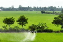 Không sử dụng thuốc bảo vệ thực vật ngoài danh mục được phép sử dụng tại Việt Nam để diệt chuột.