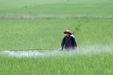 Người dân phun thuốc bảo vệ thực vật phòng trừ sinh vật gây hại. (Ảnh TTXVN)