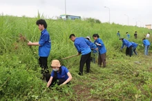 Các thanh niên tình nguyện tham gia phát quang bờ đê.
