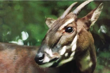 Sao la được mệnh danh là kỳ lân châu Á. (Ảnh: WWF)