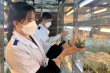 Đội ngũ cán bộ chất lượng cao giúp nâng cao chất lượng trong sản cây giống tại Trung tâm Nông nghiệp ứng dụng công nghệ cao tỉnh Bến Tre. (Ảnh: HOÀNG TRUNG)