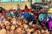 Sơ chế dừa nguyên liệu tại Hợp tác xã nông nghiệp Thới Thạnh (huyện Thạnh Phú, tỉnh Bến Tre).