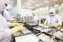Chế biến thủy sản xuất khẩu tại Công ty CP Thủy sản Cafatex Hậu Giang. (Ảnh TRẦN TUẤN) 