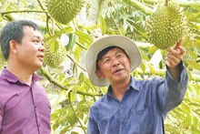 Sầu riêng Bàu Ðồn được vinh danh nhờ nguồn nước và Nhà nước. 