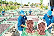 Cà-phê là mặt hàng chủ lực chiếm gần 80% tổng kim ngạch xuất khẩu của tỉnh Gia Lai. 
