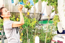 Vườn trồng bí xanh trên sân thượng của một người đã về hưu ở Quận 12, Thành phố Hồ Chí Minh. (Ảnh CTV) 