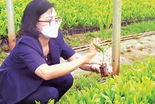 Ứng dụng công nghệ nuôi cấy mô nhân giống cây keo phục vụ trồng rừng. 