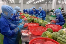 Xuất khẩu rau quả có nhiều cơ hội tăng trưởng tại UAE. Trong ảnh: Chế biến dưa hấu tại Công ty cổ phần công nghiệp thực phẩm Thabico Tiền Giang. (Ảnh NGUYỄN SỰ) 