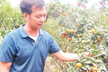 Người dân thôn Ba Nàng, xã Cai Kinh, huyện Hữu Lũng chăm sóc cây cam đường canh, đem lại hiệu quả kinh tế cao trên đất vườn đồi. 