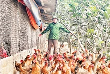 Anh Ðoàn Văn Thanh chăm sóc đàn gà đến ngày chuẩn bị xuất chuồng. 