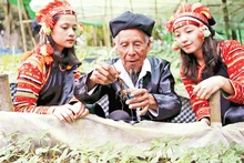 Lai Châu phát triển được hơn 11.000 ha cây dược liệu. 
