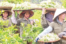 Xã viên Hợp tác xã Sinh Dược thu hoạch dược liệu. (Ảnh ÐỨC MAI) 