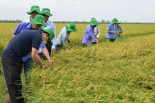 Nông dân tham quan đánh giá giống lúa ĐS1 của Vinarice trên cánh đồng liên kết bao tiêu sản phẩm 50 ha tại huyện Tam Nông, tỉnh Đồng Tháp.