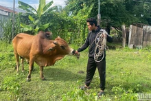 Nông dân được vay vốn chính sách mua bò.