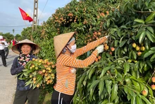 Nông dân Thanh Hà phấn khởi thu hoạch vải thiều phục vụ xuất khẩu.