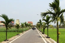 Đường về xã nông thôn mới kiểu mẫu Giao Phong (huyện Giao Thủy, Nam Định).