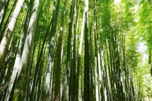Nâng cao chất lượng rừng để bảo tồn hệ sinh thái rừng, góp phần phát triển kinh tế-xã hội và bảo đảm quốc phòng, an ninh.