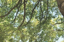 Ngày hạ chí rộn ràng.