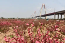 Hoa đào Nhật Tân. (Ảnh minh họa: Trần Hải).