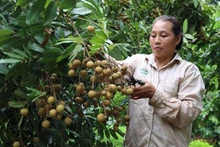 Cây nhãn ở huyện Sông Mã, Sơn La (Ảnh minh họa: Quốc Tuấn). 