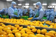 [Video] Nguồn cung rau quả chế biến từ Việt Nam sang Mỹ tăng 57,7% trong 2 tháng đầu năm 2025