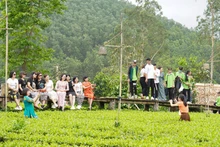 Du khách trải nghiệm đồi chè tại Bản Ven. 