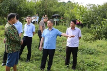 Đại diện lãnh đạo UBND tỉnh Lạng Sơn kiểm tra mô hình trồng cây mắc-ca của các hộ dân ở xã An Sơn, huyện Văn Quan.