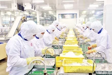 Chế biến thủy sản xuất khẩu ở Công ty cổ phần Thủy sản Cafatex (Hậu Giang). (Ảnh TRẦN QUỐC)