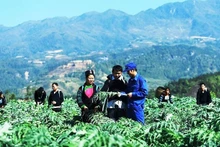 Trồng cây dược liệu trên đất dốc ở tỉnh Lào Cai.
