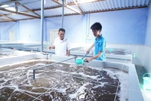 Khu sản xuất tôm giống của Công ty cổ phần Đầu tư S6.