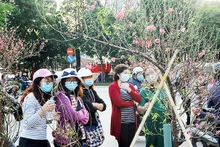 Chợ hoa Tết năm 2020. Ảnh: NGUYỄN HẢI