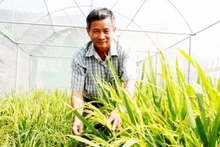 “Nhà khoa học chân đất” Nguyễn Anh Dũng nghiên cứu giống lúa mới trên đồng ruộng.