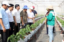 Các đại biểu tham quan mô hình phát triển nông nghiệp thông minh gắn với du lịch trải nghiệm tại Hợp tác xã Rau sạch Yên Dũng. 