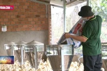 Lâm Đồng sẽ đáp ứng 20% nhu cầu thức ăn chăn nuôi vào năm 2025