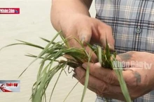 Hơn 7.100 ha diện tích cây trồng bị ngập úng