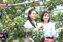 Lào Cai: Phát triển các mô hình du lịch nông nghiệp