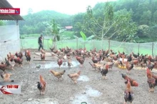 Triển khai hiệu quả chương trình giảm nghèo bền vững