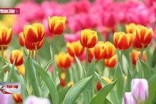 Độc đáo vườn hoa tulip trên độ cao 986 mét ở đỉnh núi Bà Đen