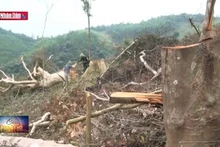 Xảy ra tình trạng ''phá rừng để trồng rừng''