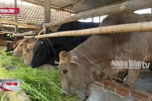 Xã nông thôn mới kiểu mẫu với các mô hình kinh tế sáng tạo